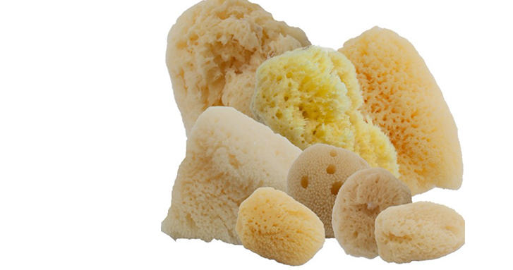 SEA SPONGES